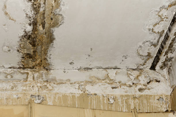 Professional Water damage restoration in Minerva Park, OH